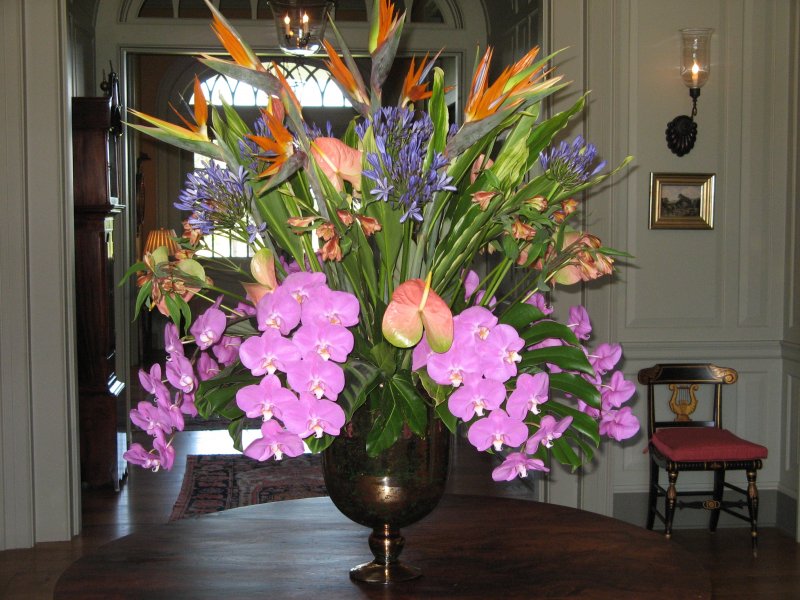 mixed-tropicals