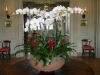 orchid-plant-arrangement-old-collier